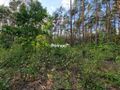 Działka rolna 3776 m², Krynickie - zdjęcie 5