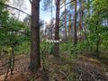 Działka rolna 3776&nbsp;m², Krynickie - zdjęcie 3