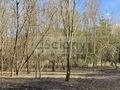 Działka budowlana 1800 m², Magdalenka - zdjęcie 2