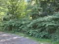 Działka inwestycyjna 5290 m², Sosnowiec, Śliwki - zdjęcie 6
