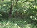 Działka inwestycyjna 5290 m², Sosnowiec, Śliwki - zdjęcie 4