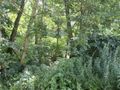 Działka inwestycyjna 5290 m², Sosnowiec, Śliwki - zdjęcie 5