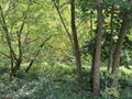 Działka inwestycyjna 5290 m², Sosnowiec, Śliwki - zdjęcie 3