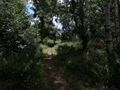 Działka inwestycyjna 1,13 ha, Sosnowiec, Okulickiego - zdjęcie 4