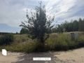 Działka budowlana 2349&nbsp;m², Chrzypsko Wielkie - zdjęcie 6