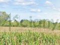 Działka budowlana 745 m², Bieniewice - zdjęcie 2