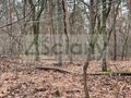 Działka budowlana 6500 m², Książenice - zdjęcie 3