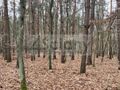 Działka budowlana 6500 m², Książenice - zdjęcie 4
