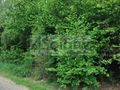 Działka budowlana 2000 m², Krupia Wólka - zdjęcie 1