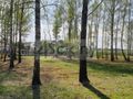 Działka budowlana 800 m², Wola Przypkowska - zdjęcie 4