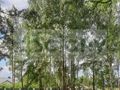 Działka budowlana 800 m², Wola Przypkowska - zdjęcie 2