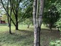 Działka budowlana 1094 m², Kanie - zdjęcie 5