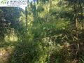Działka budowlana 954 m², Borzestowo - zdjęcie 2