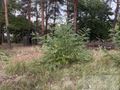 Na sprzedaż działka budowlana Stara Miłosna - zdjęcie 3