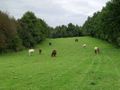 Lokal usługowy na sprzedaż, 43000&nbsp;m², Bodzanów - zdjęcie 6