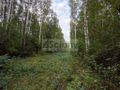 Działka rolna 4511 m², Wycinki Osowskie - zdjęcie 1