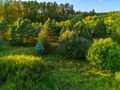 Działka z WZ na dom całoroczny nad Słupią, 85 arów - zdjęcie 6