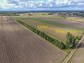 Działka rolna 5000&nbsp;m², Białogórzyno - zdjęcie 3