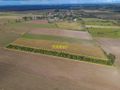 Działka rolna 5000&nbsp;m², Białogórzyno - zdjęcie 2