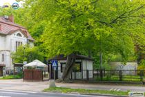 Zdjęcie ogłoszenia -  
