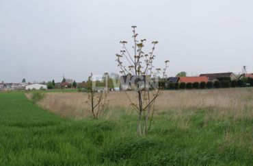 14292623 - zdjęcie ogłoszenia