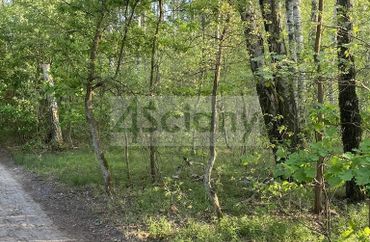 15913186 - zdjęcie ogłoszenia