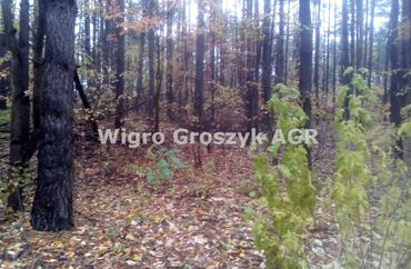 15960211 - zdjęcie ogłoszenia