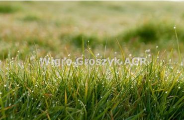 15961643 - zdjęcie ogłoszenia