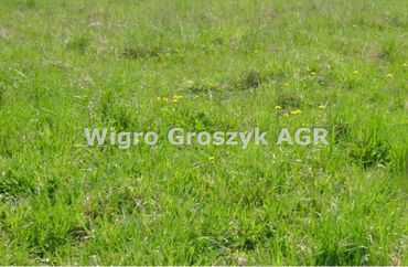 15967088 - zdjęcie ogłoszenia