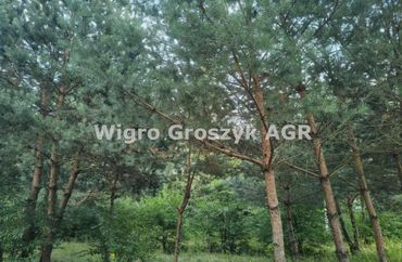 15973246 - zdjęcie ogłoszenia
