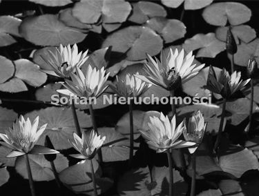 Zdjęcie 5612173