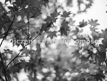 Zdjęcie 9880745