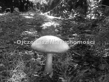 Zdjęcie 9922595