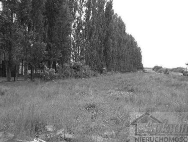Zdjęcie 10073588