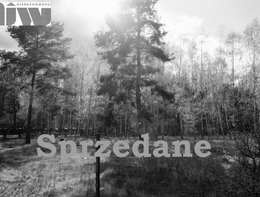 Zdjęcie 11346846
