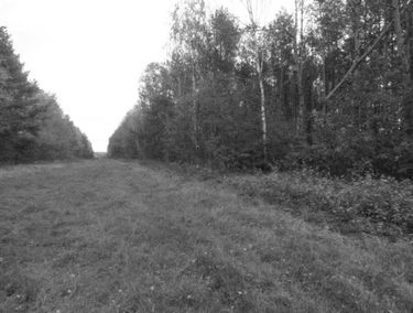 Zdjęcie 12436655