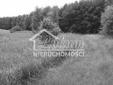 Zdjęcie 12600703