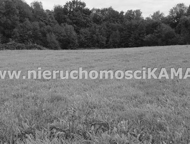 Zdjęcie 12779672