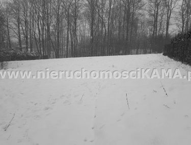 Zdjęcie 12780854