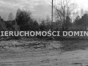 Zdjęcie 13020088