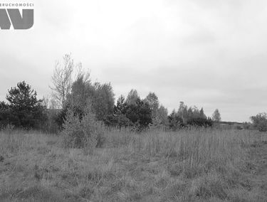 Zdjęcie 13076435