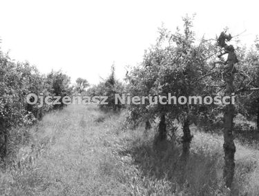 Zdjęcie 13155541