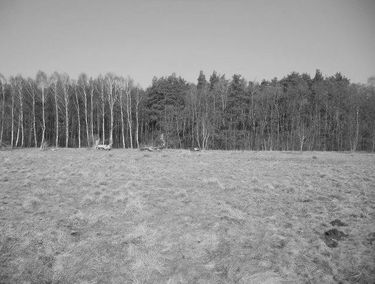 Zdjęcie 13345254