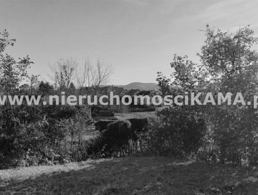 Zdjęcie 13377359