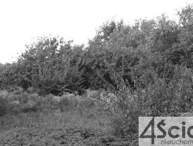 Zdjęcie 13973436