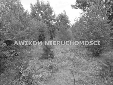 Zdjęcie 14003014
