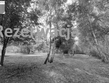 Zdjęcie 14032174