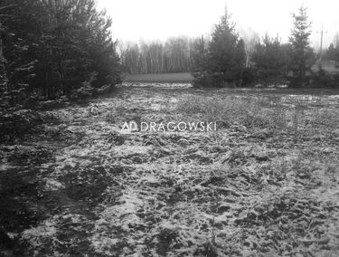 Zdjęcie 14262976