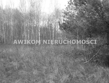 Zdjęcie 14303619