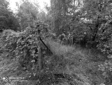 Zdjęcie 14513355